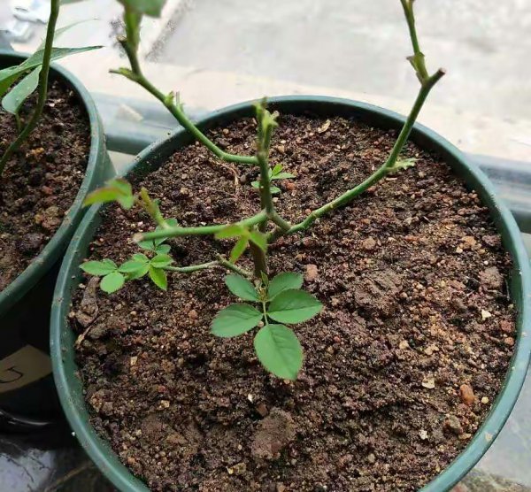 豆腐渣怎么发酵做肥料