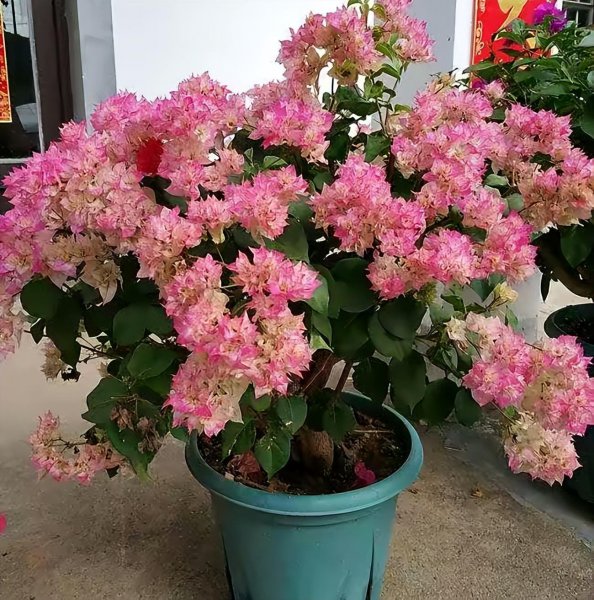 豆腐渣怎么发酵做肥料