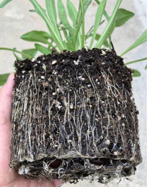 豆腐渣怎么发酵做肥料