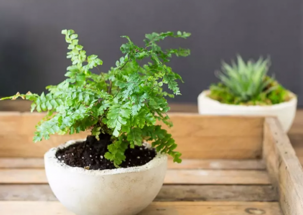 常见的10种蕨类植物