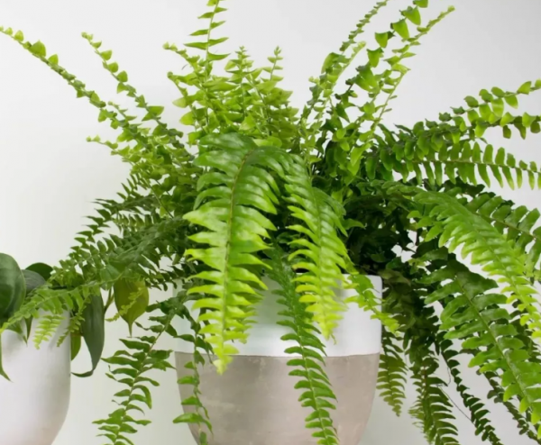 常见的10种蕨类植物