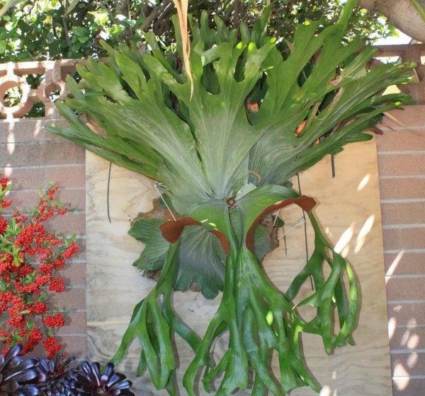 常见的10种蕨类植物