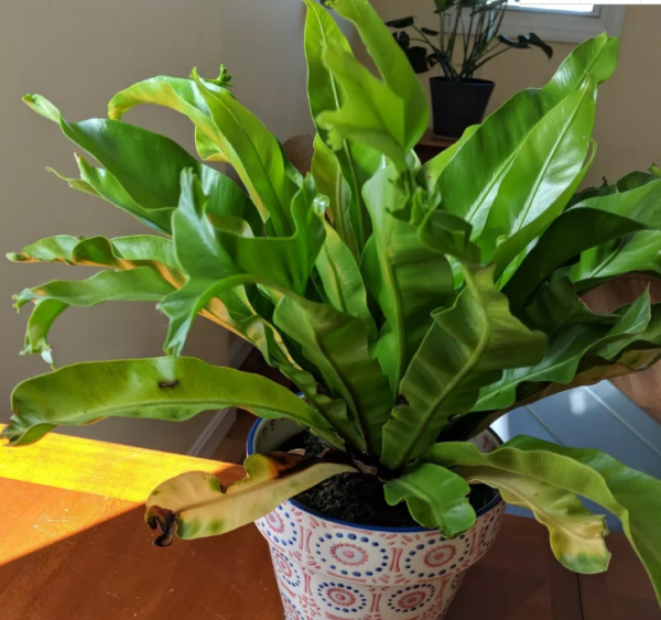 常见的10种蕨类植物