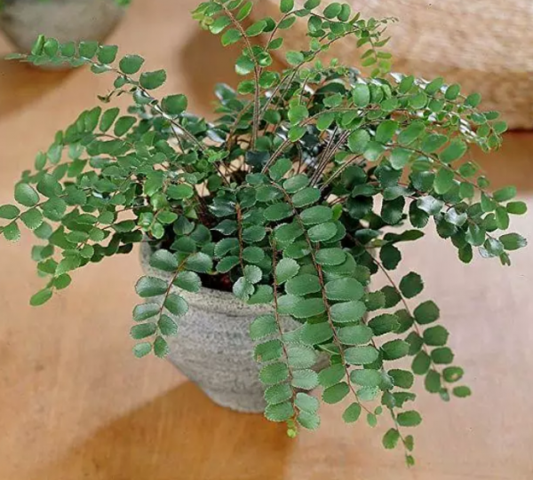 常见的10种蕨类植物