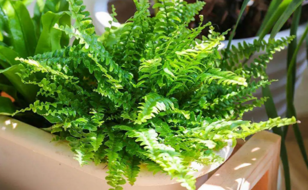 常见的10种蕨类植物