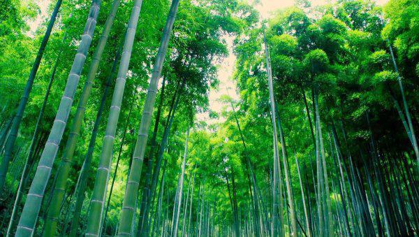 农村让竹子灭绝的办法