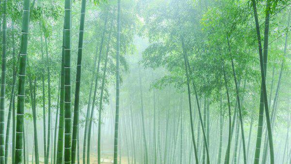 农村让竹子灭绝的办法