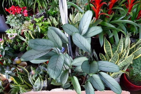 最耐阴的十大室内植物