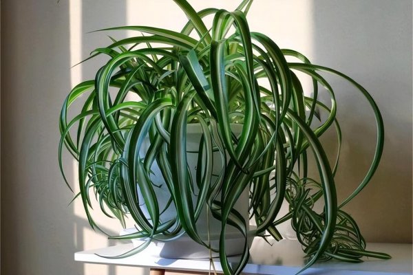 最耐阴的十大室内植物