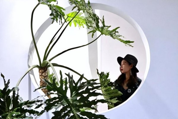 最耐阴的十大室内植物