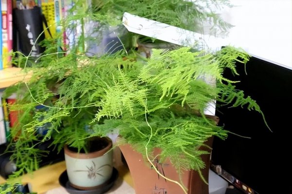 最耐阴的十大室内植物