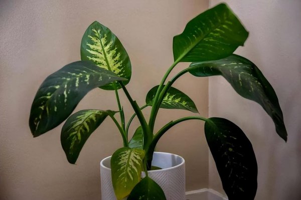 最耐阴的十大室内植物