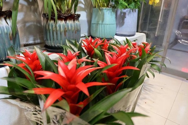 最耐阴的十大室内植物