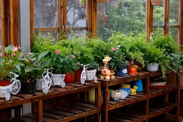 最耐阴的十大室内植物