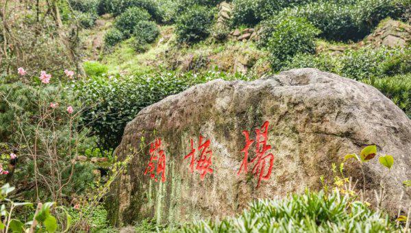 西湖龙井产地主要分布在哪里