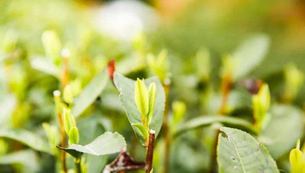 西湖龙井产地主要分布在哪里