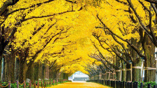 我国的国树是什么