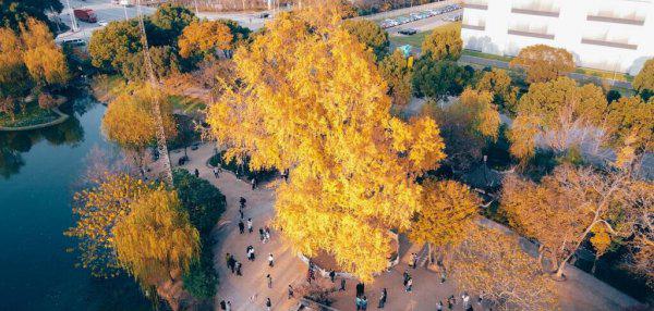 我国的国树是什么