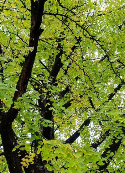 我国的国树是什么