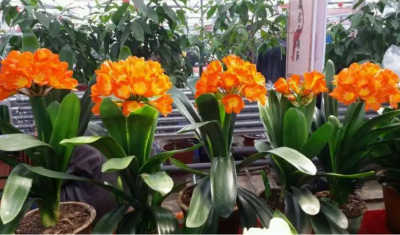 君子兰能不能晒太阳 君子兰究竟喜欢什么样的光照