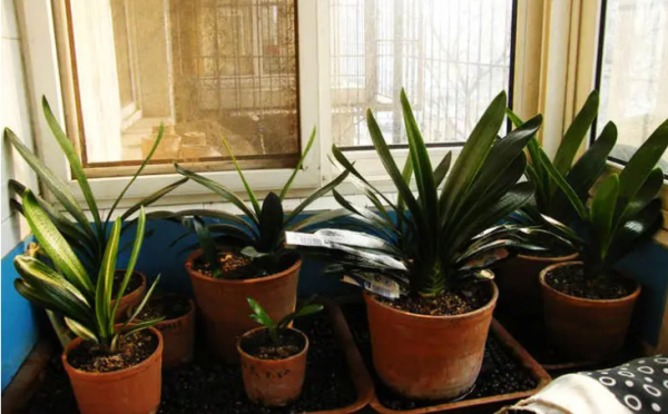 君子兰能不能晒太阳