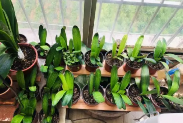 君子兰能不能晒太阳