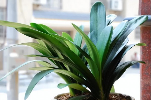 君子兰能不能晒太阳