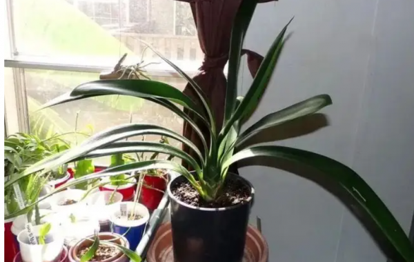 君子兰能不能晒太阳