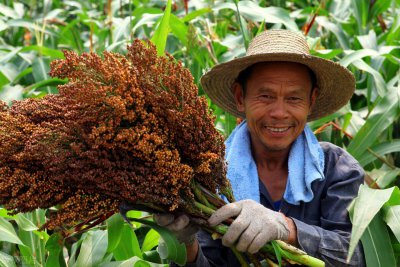 高粱是什么粮食 为什么现在农民都不愿种植高粱了