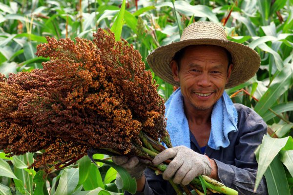 高粱是什么粮食