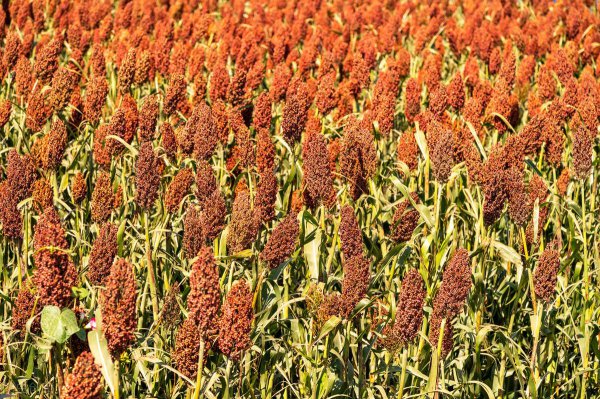 高粱是什么粮食