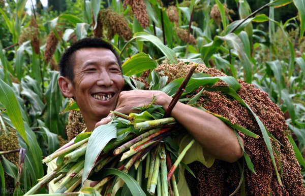 高粱是什么粮食