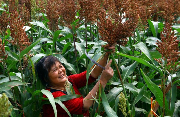 高粱是什么粮食