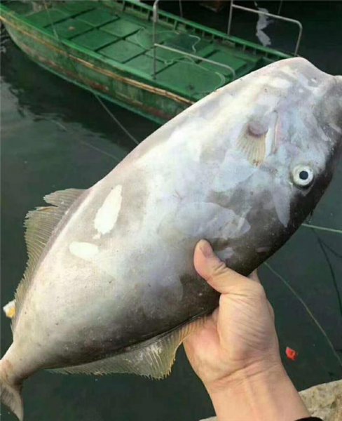 耗儿鱼是海鱼还是淡水鱼