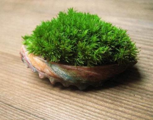 苔古诗的意思翻译