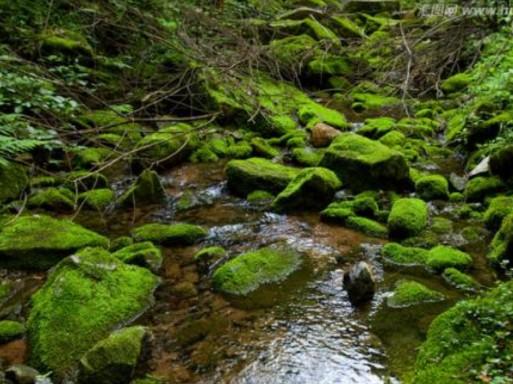 苔古诗的意思翻译