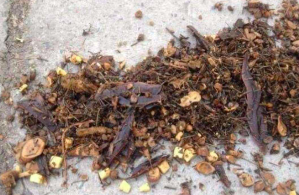 中药渣为什么倒在十字路口