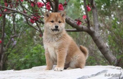 柴犬寿命一般多少年 柴犬应该怎么饲养才是最好的