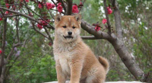 柴犬寿命一般多少年