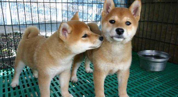 柴犬寿命一般多少年