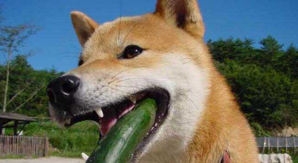 柴犬寿命一般多少年