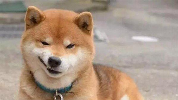 柴犬寿命一般多少年