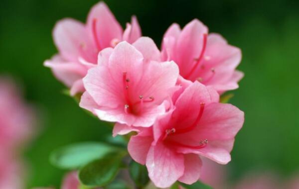 杜鹃花和映山红是一种花吗