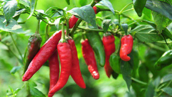 冬至的由来与传说