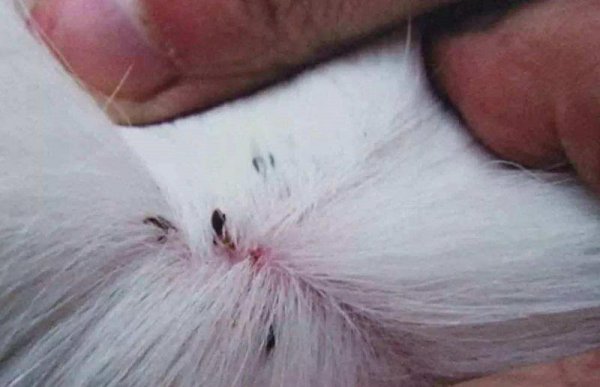 怎么判断猫要不要驱虫