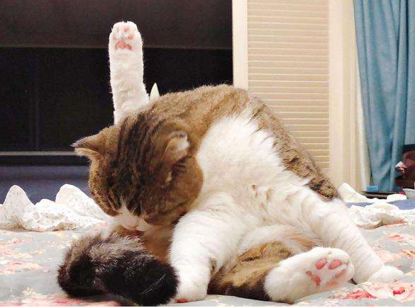 怎么判断猫要不要驱虫