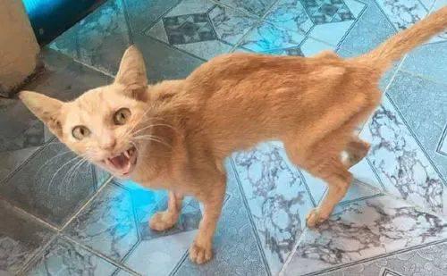 怎么判断猫要不要驱虫