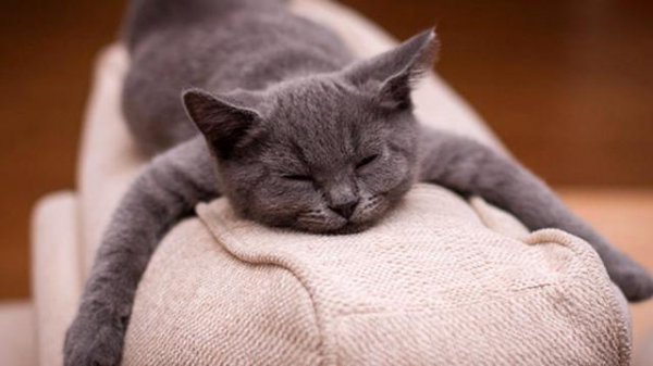 怎么判断猫要不要驱虫