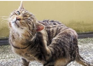 怎么判断猫要不要驱虫