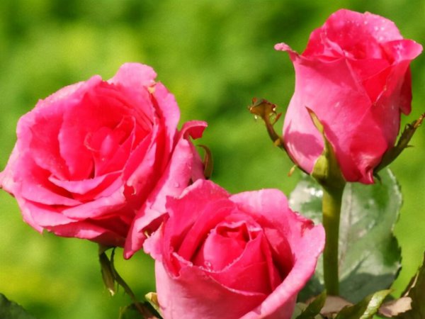 上帝给天秤座的8个天赋